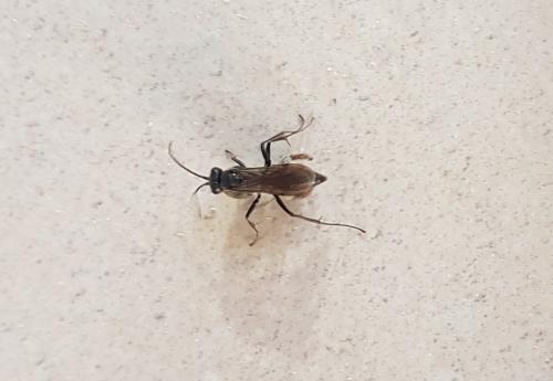 Réf. 217 648 : Auplopus sp.
